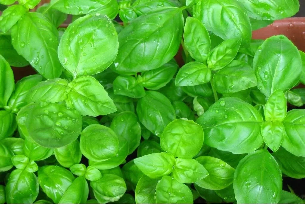 Sweet Basil Seeds - Heirloom Ocimum basilicum for Culinary Herb Garden, Aromatic, Non-GMO, Full Sun, Pack of 100-5000 Seeds