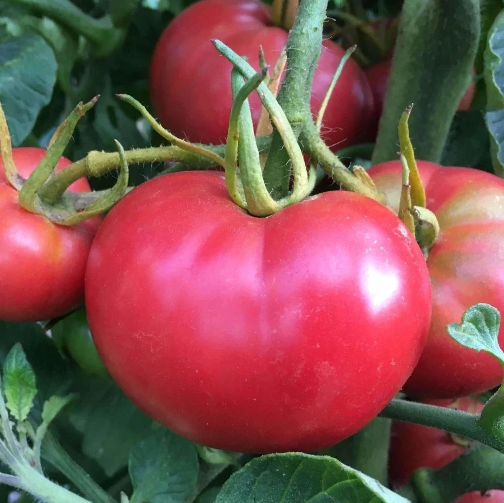 Tomato Seeds 1000 Count - Bradley Pink Variety - Compact Bushy Plant - Sweet Dark-Pink Tomatoes - Canning & Fresh Market