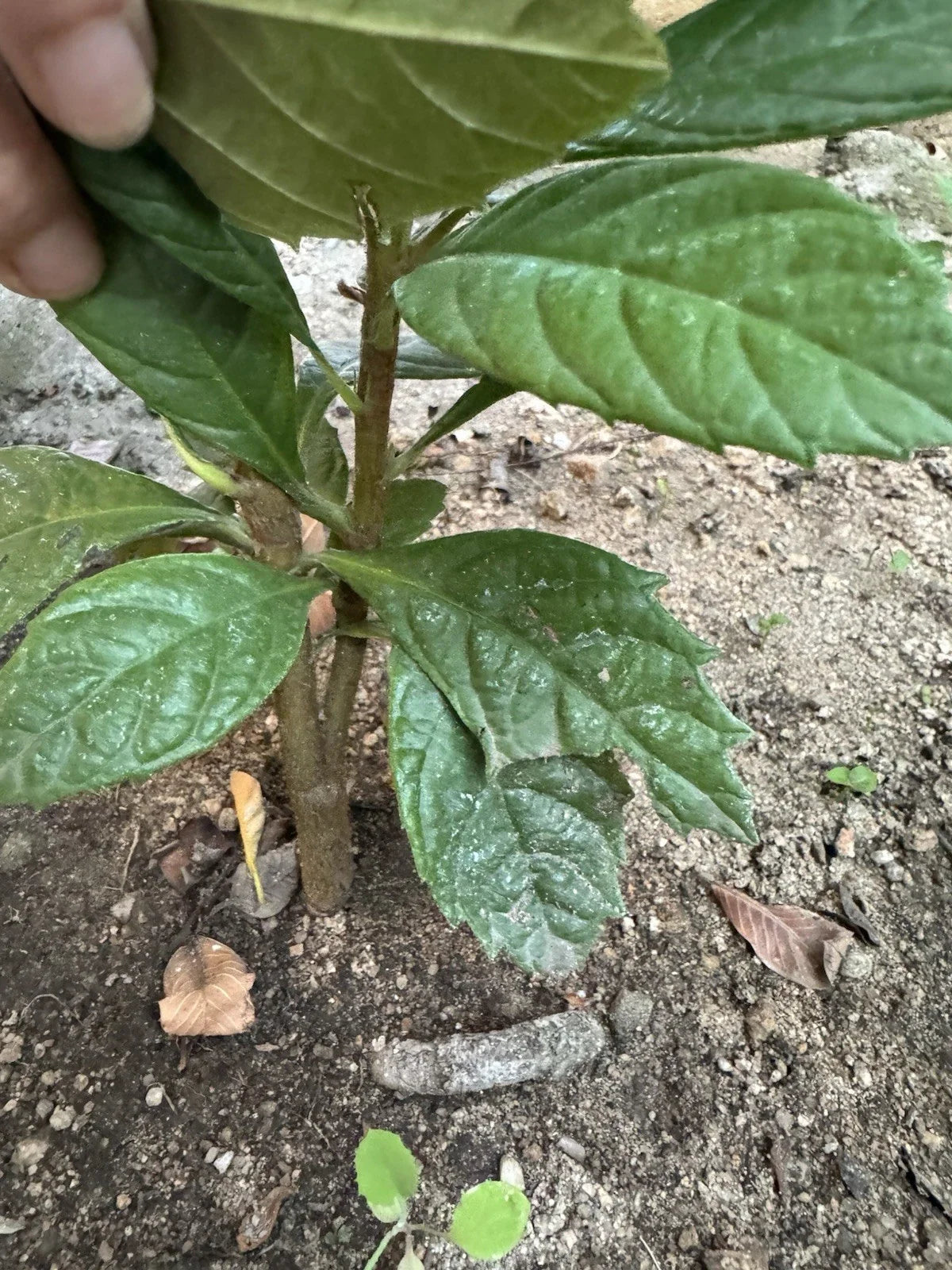 Loquat Tree Seedling - Organic 8-Inch Eriobotrya japonica, Ready to Plant, No Pot, Free Shipping