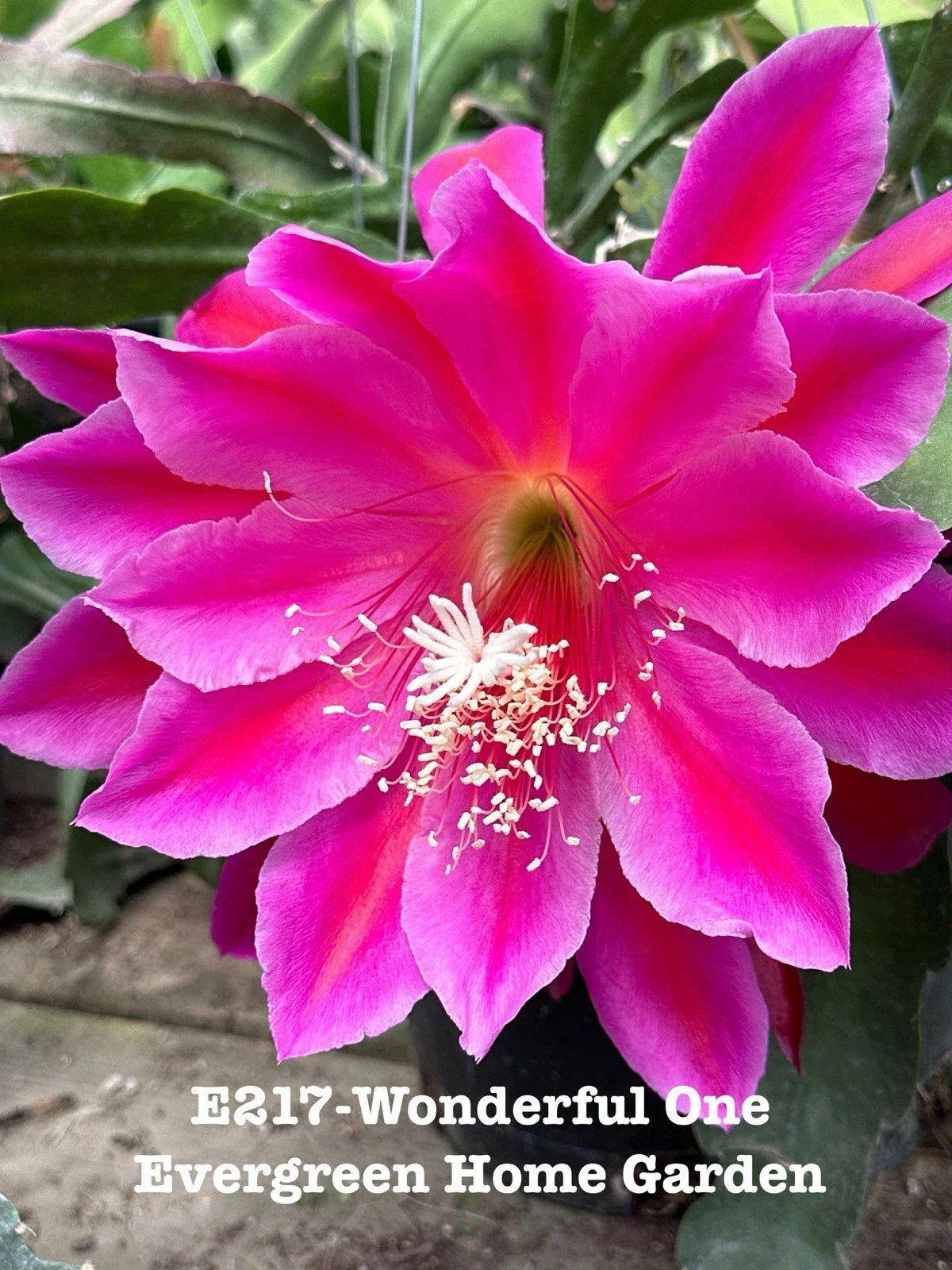 Epiphyllum Orchid Cactus 'Wonderful One' - Rooted Indoor Succulent in 4" Starter Pot