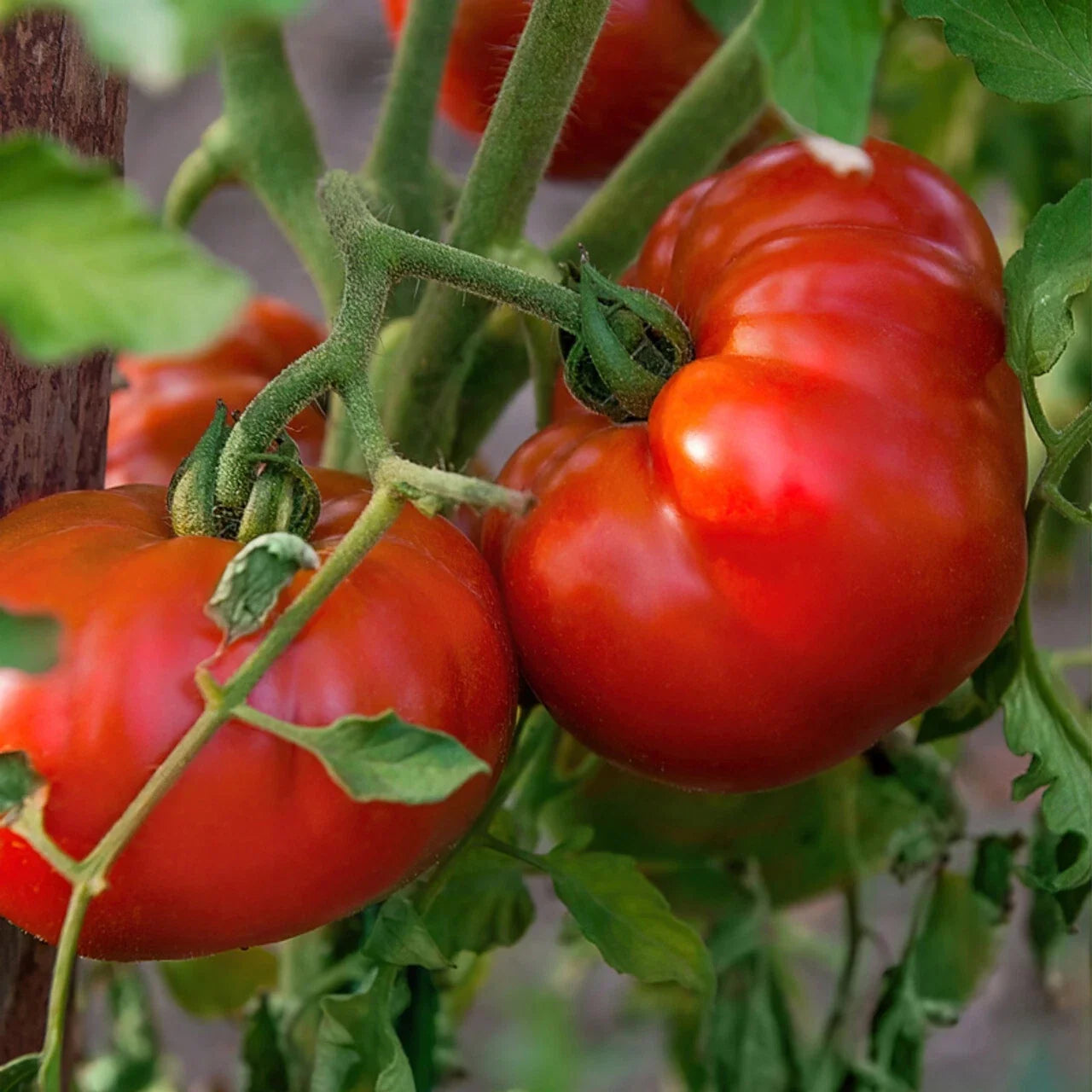 Chef's Choice Red Tomato Seeds - 100 Heavy Producing Vining Solanum lycopersicum for Home Garden