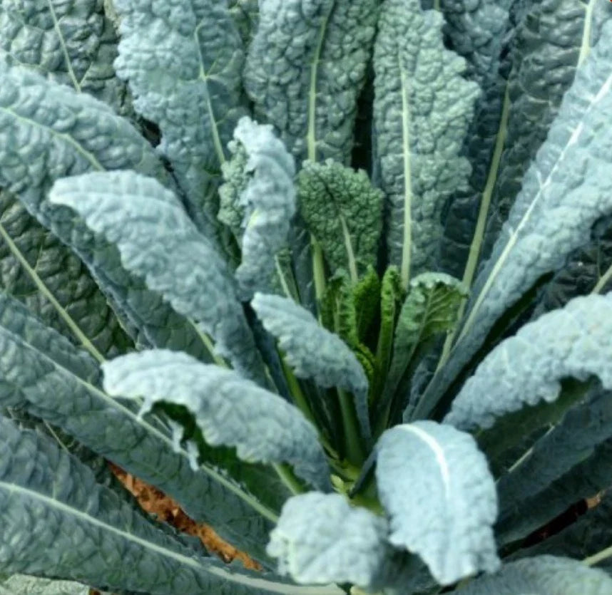 Lacinato Kale Seeds 2000 Count Non-GMO Brassica oleracea var. sabellica for Organic Gardening