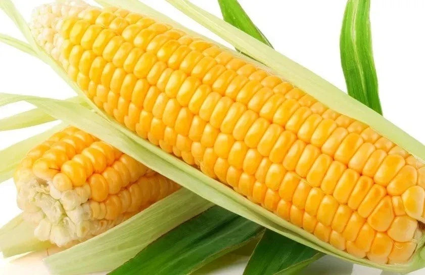 Sweet Golden Bantam Corn Seeds - Organic Non-GMO Heirloom Zea mays for Home Garden, Fresh Sweet Corn Seeds, 120+ Seeds