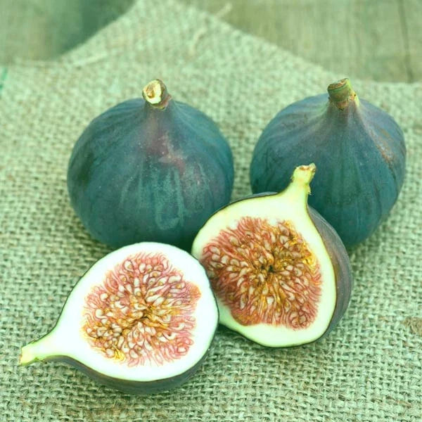 Magnolia Fig Live Starter Plant – Ficus carica, Sweet Flavor, Hardy Zones 7-10, Full Sun, 4+ Inches