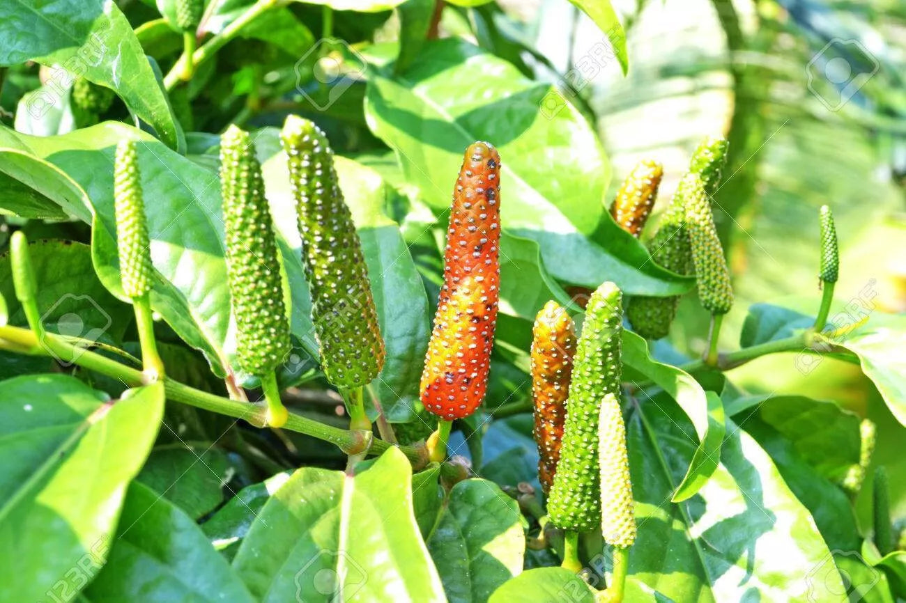 Piper Longum Live Plant - 3 Plants - Rare Long Pepper - Ayurvedic Herb - Indoor/Outdoor Gardening