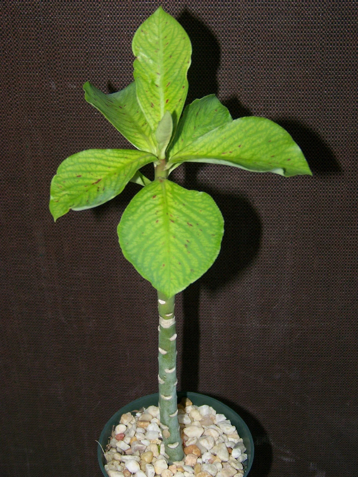 African Milkbush Succulent Plant 4" Pot - Synadenium grantii - Exotic Drought-Resistant Succulent for Indoor & Outdoor Gardens