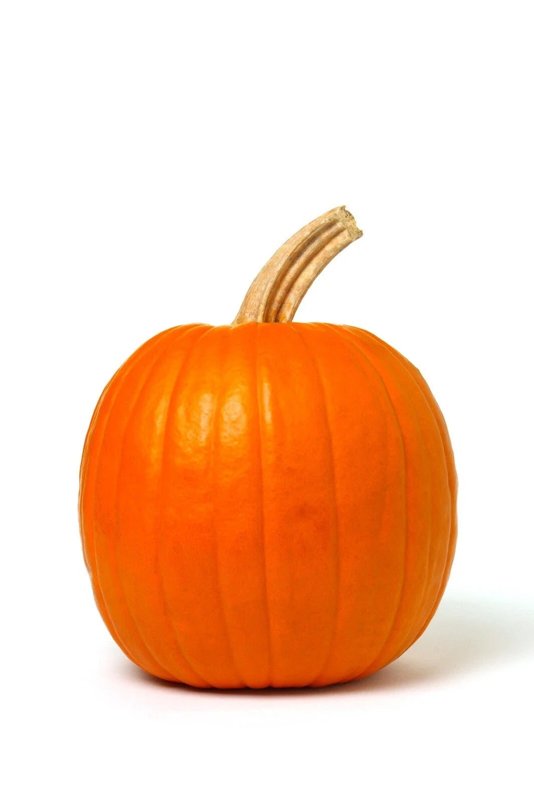 Mammoth Gold Giant Pumpkin Seeds - Heirloom Non-GMO Cucurbita maxima, Pack of 20