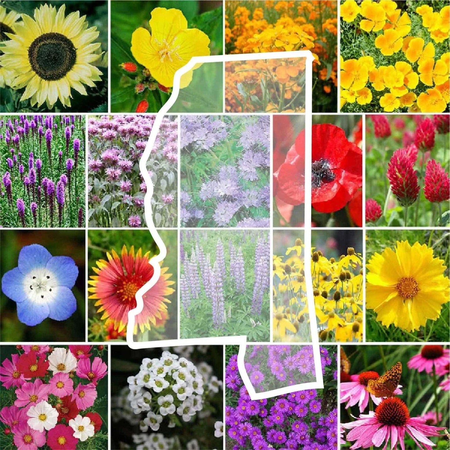 Wildflower Seed Mix - 1000 Non-GMO Seeds - Mississippi State Flower Perennials & Annuals
