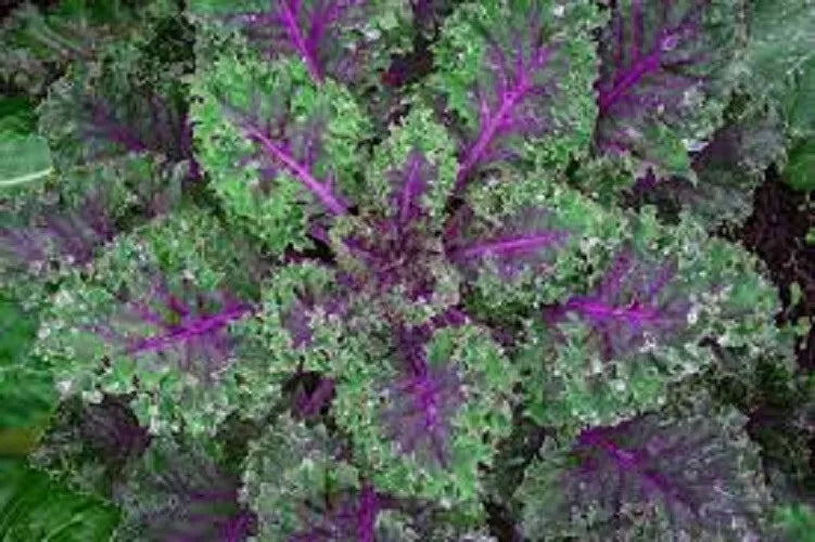 Organic Heirloom Red Russian Kale Seeds – Brassica napus – Tender, Nutritious, Full Sun, Non-GMO, Perfect for Home Gardening
