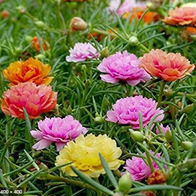 Double Mix Moss Rose Seeds - Portulaca grandiflora Perennial Flower Seeds - Vibrant Colors, Drought Tolerant, 100 Pack