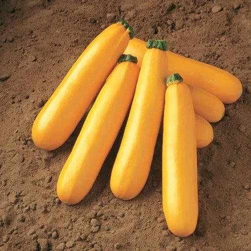 Golden Zucchini Squash Seeds - Heirloom Cucurbita pepo for Home Gardens