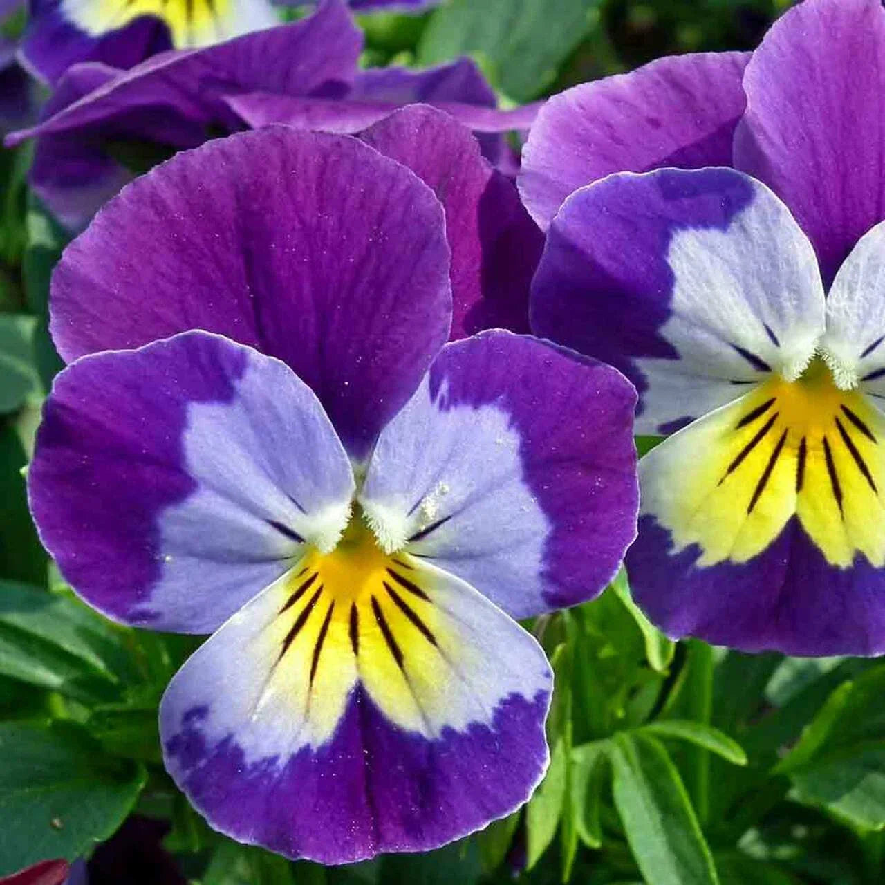 Johnny Jump Up Wildflower Seeds - Viola tricolor - Helen Mount & Tickle My Fancy - Free Shipping