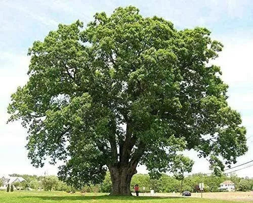 Black Willow Tree Cuttings - 6 Pack, Shade & Privacy Tree, Salix nigra, Deciduous, Moist Soil, Fast-Growing, Wildlife-Friendly