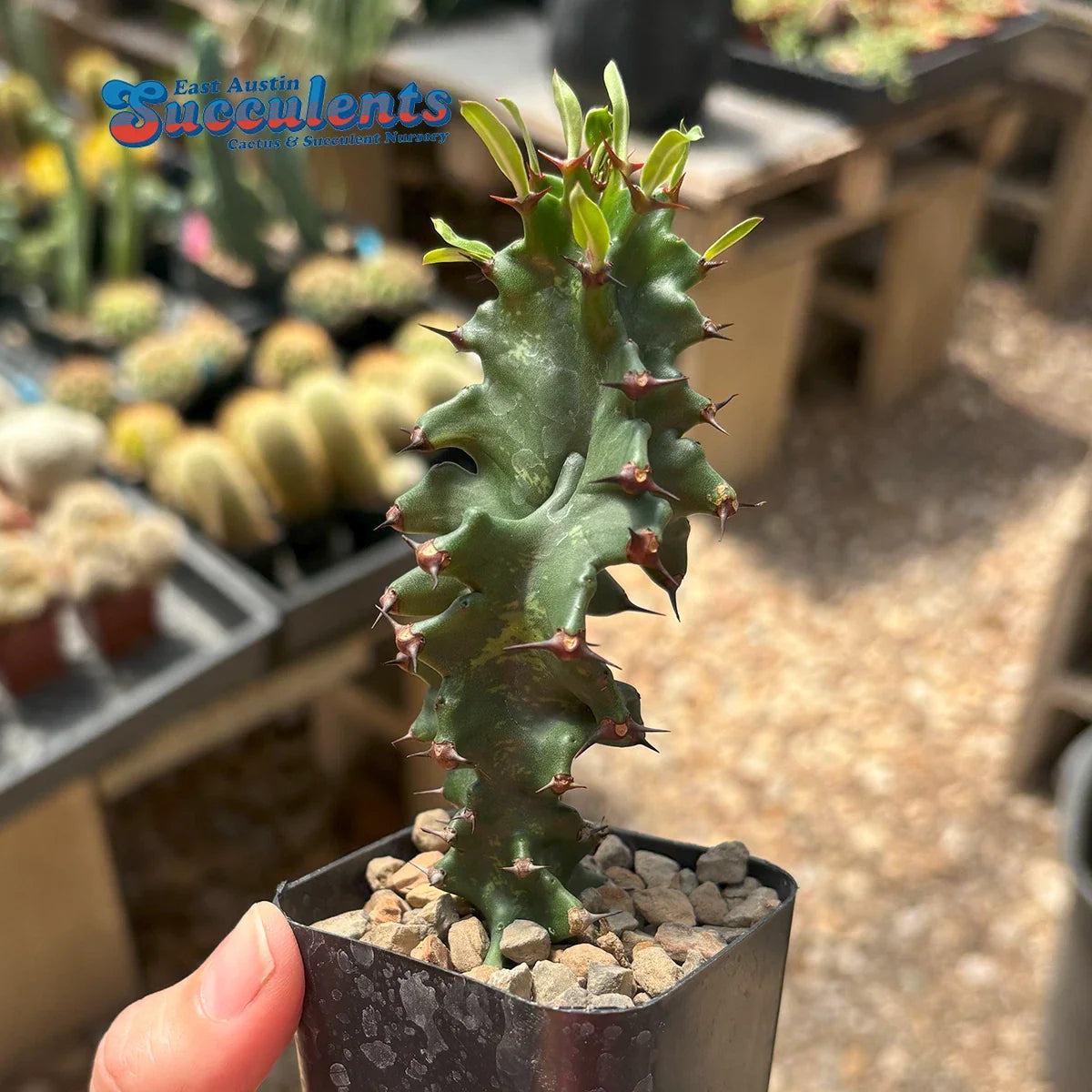 Euphorbia ingens monstrose Live Rooted Succulent Plant - Unique Variegated Cactus for Indoor Outdoor Drought Tolerance