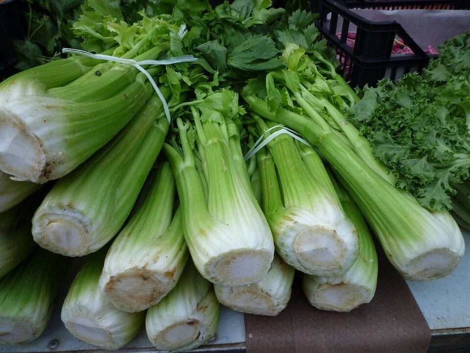 Celery Seeds - 2500 Count - Tall Utah Variety - Apium graveolens - Vegetable Garden Seeds for Fresh Eating and Cooking