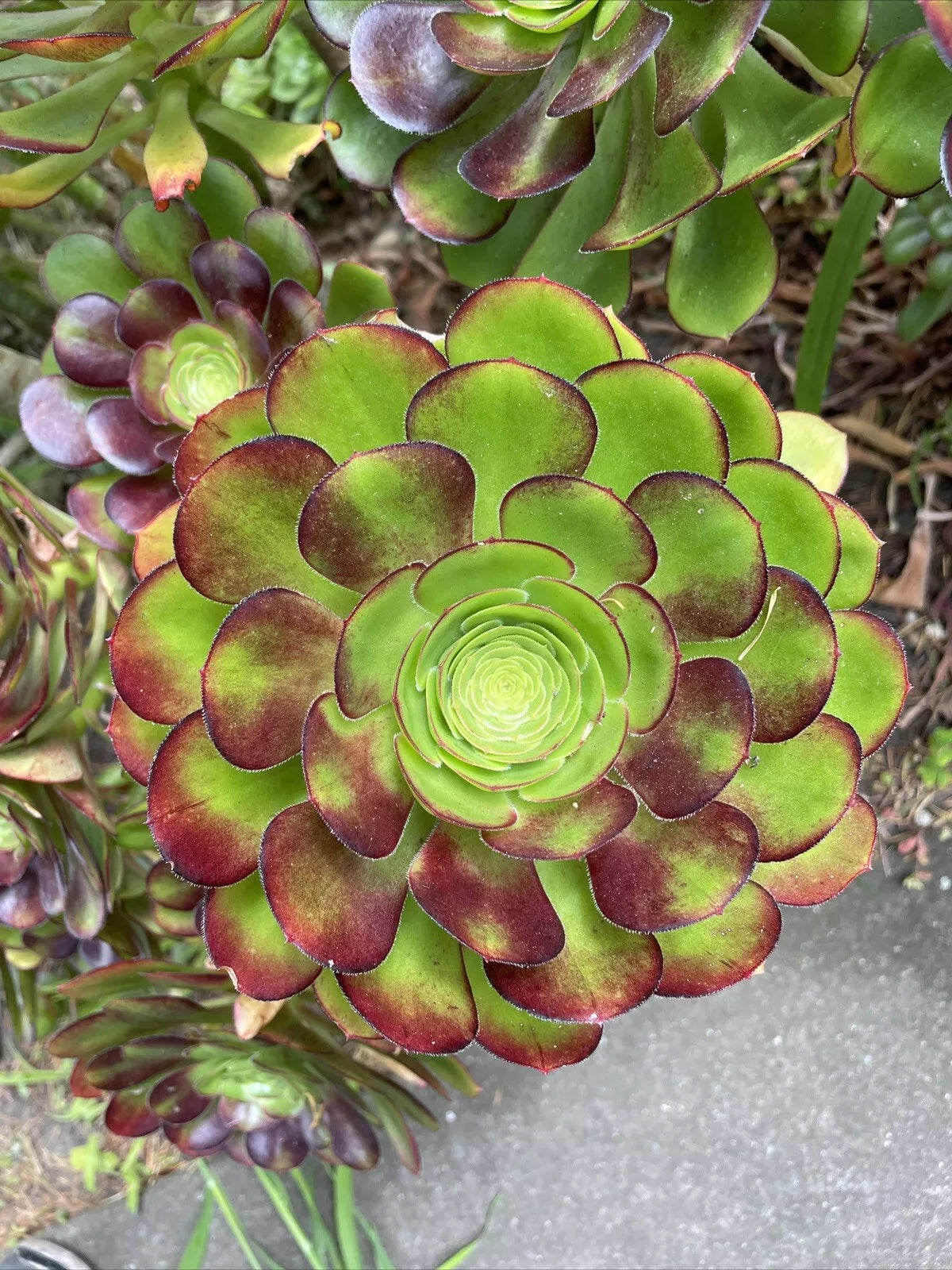 Big Rose Aeonium Cuttings - 6-8" Wide Red Tip Succulent Plants