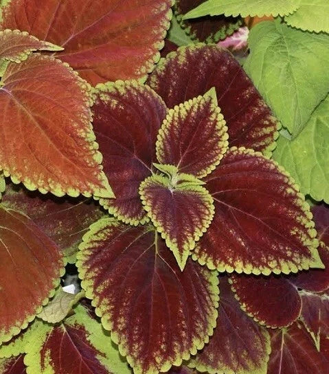 Coleus Seeds Rainbow Mix | 500 Seeds | Shade Garden Container Plant | Groundcover