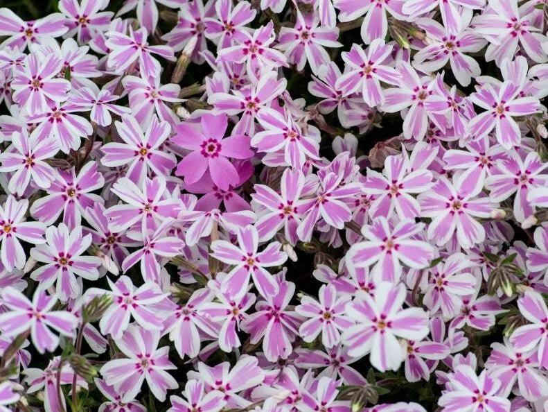 Candy Stripe Phlox Seeds - Pack of 100+ for Garden, Phlox drummondii, Vibrant Striped Blooms, Attracts Pollinators, USA Free Shipping