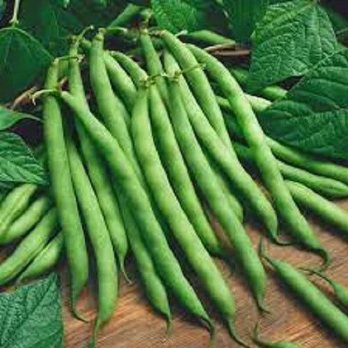 Premium Heirloom Bush Blue Lake Green Bean Seeds - Phaseolus vulgaris