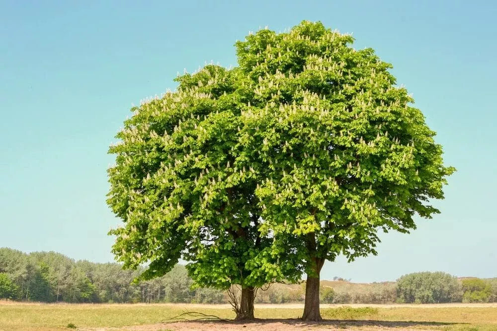 Chestnut Oak Tree Seedlings 1-2 Feet Tall | Live Quercus prinus Plants for Landscaping