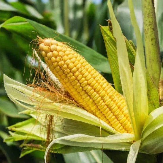 Sweet Corn Seeds - Hybrid Golden Variety for 2025 Planting | Zea mays | Sugary Enhanced Hybrid