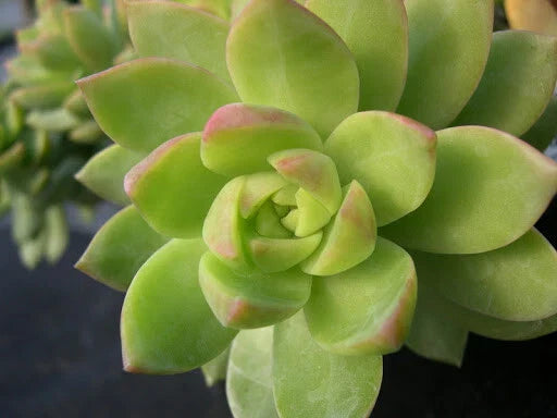 Sedum Adolphii Lime Gold 3 Inch Potted Succulent Plant - Indoor Outdoor
