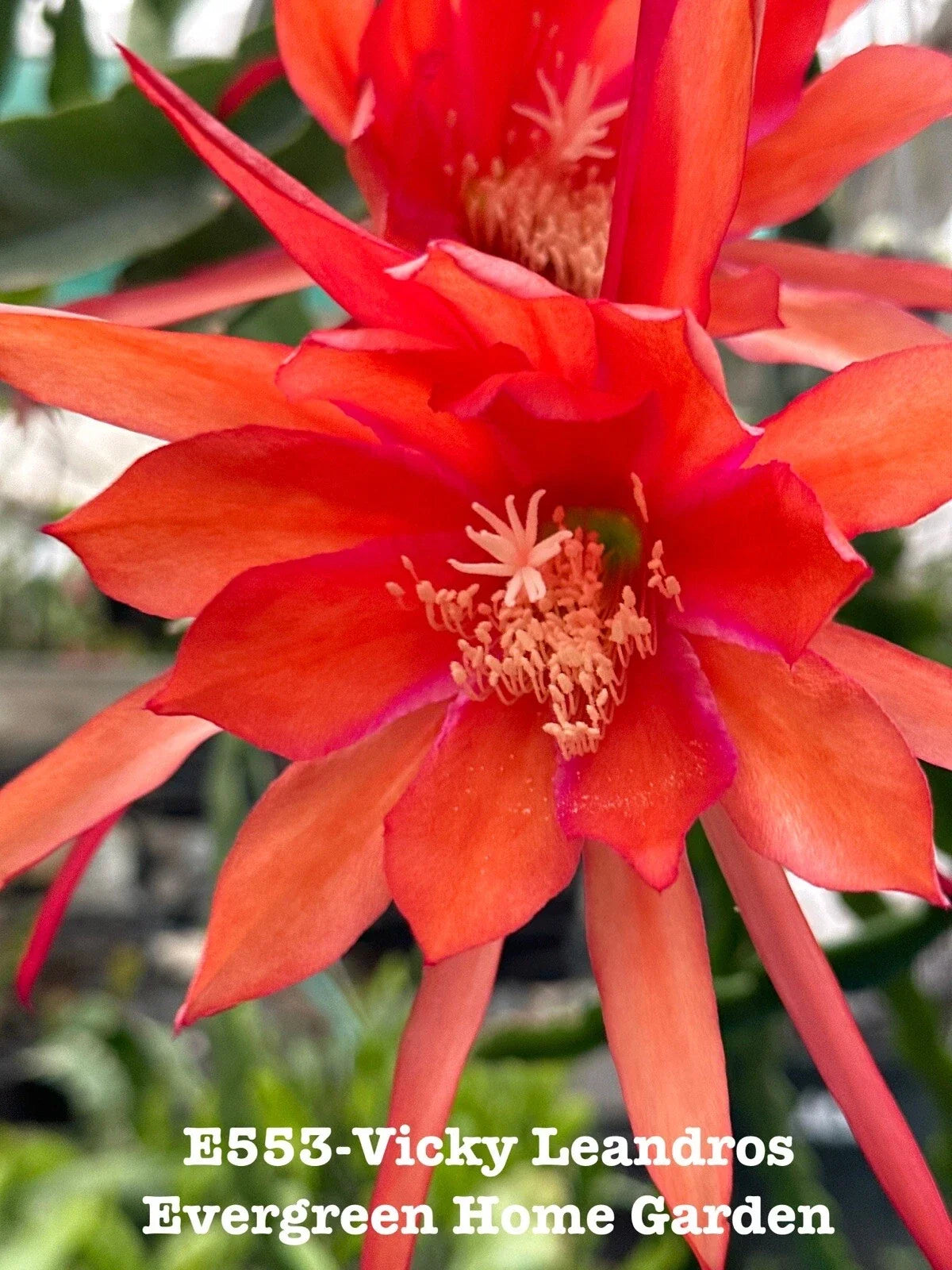 Epiphyllum Orchid Cactus Vicky Leandros 4" Rooted Houseplant | Indoor Tropical Cactus | Pink & White Blooms
