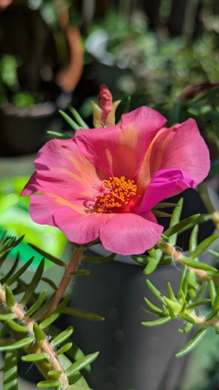 Jumbo Portulaca Grandiflora 'Samba' Cuttings - 5 Unrooted Magenta Orange Splash Plants