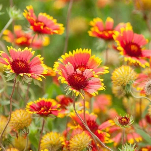 Blanket Flower Seeds - Gaillardia pulchella - Heirloom Non-GMO - 200 Seeds for Garden Borders & Pollinator Attracting