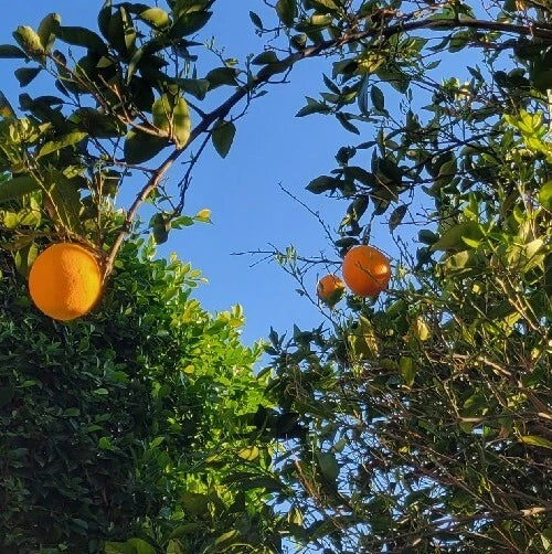Valencia Sweet Orange Tree Cuttings Bud Stick - Citrus sinensis - 10 High-Quality Grafting Cuttings