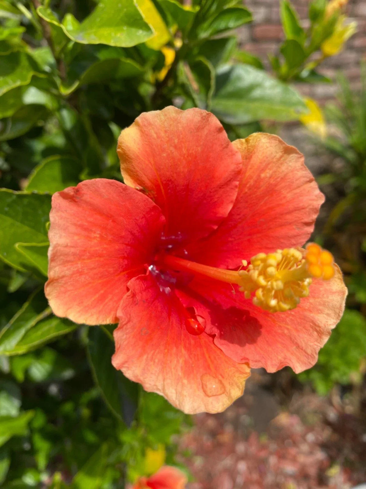 Hibiscus Cuttings 3 Pack Orange Starter for Rooting & Grafting | Hibiscus rosa-sinensis