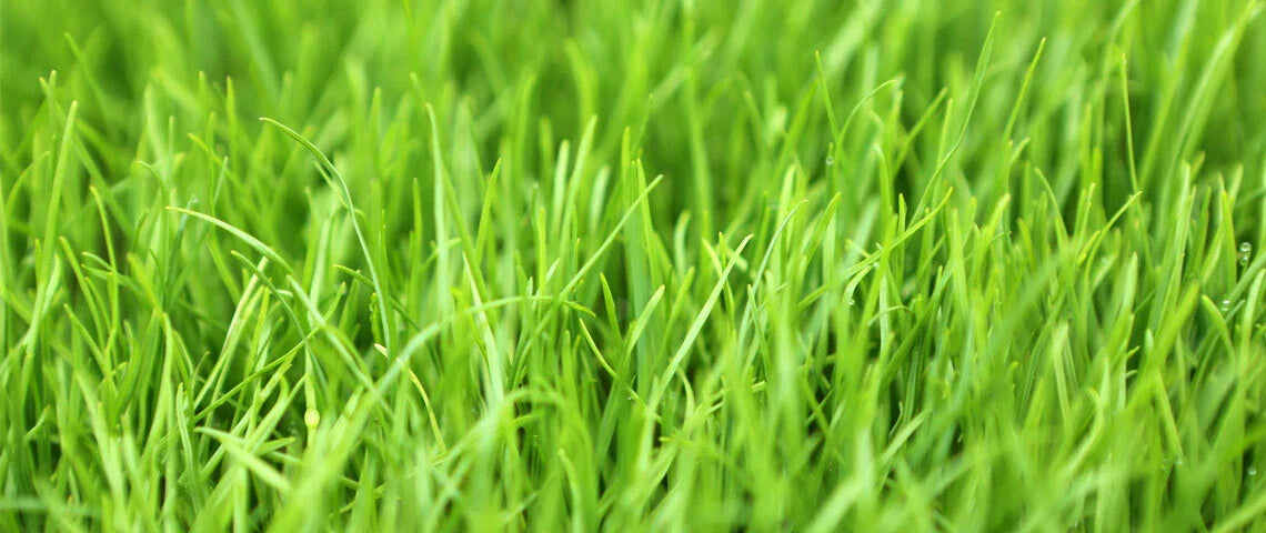 Winter Rye Seed 5 LBS - Cover Crop for Soil Enrichment & Wildlife