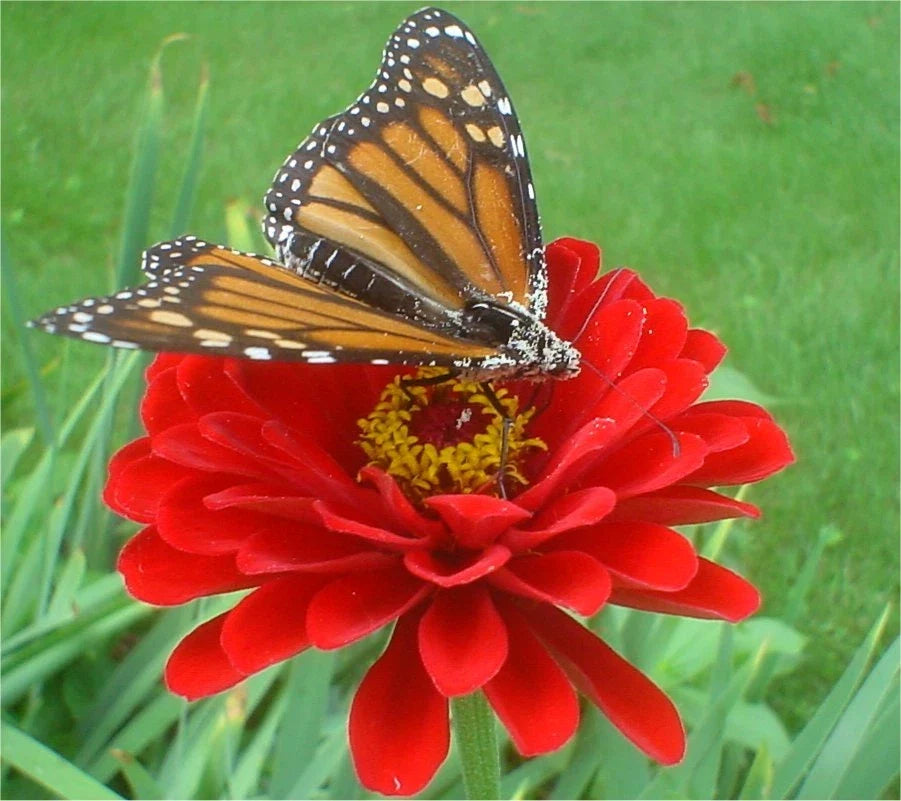 Zinnia Seeds - 150 Cherry Queen Dark Red Double - Zinnia elegans - Annual Flower for Borders & Pollinators