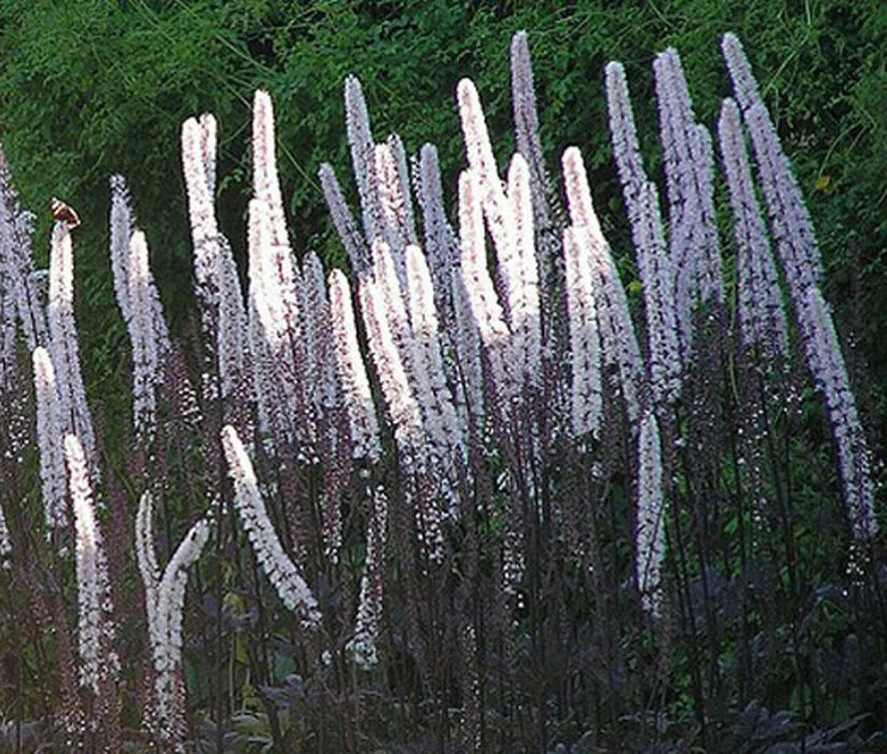 Bugbane Seeds - Perennial Shade Garden Plant, White Flower Spikes, Dark Purple Foliage, Cimicifuga Ramosa Atropurpurea, 10 Pack