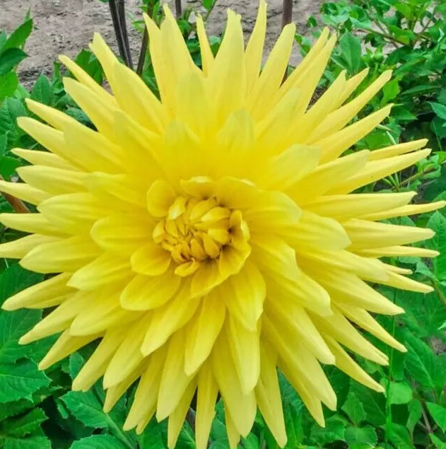 Dahlia Bulb Tuber Yellow Double Spiky Cactus Gelber Vulcan Live Plant - Dahlia pinnata