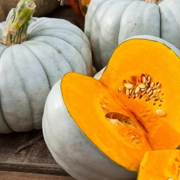 Jarrahdale Blue Pumpkin Seeds - Organic Heirloom Variety, 10 Pack, Cucurbita pepo, Blue-Grey Skin, Sweet Flavor, USA Grown