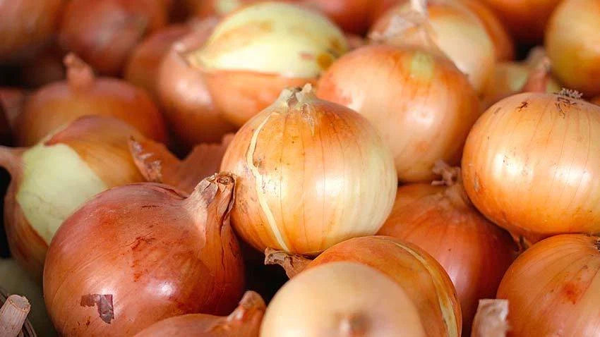Candy Onion Seeds - Fresh Allium cepa Seeds for Home Gardening