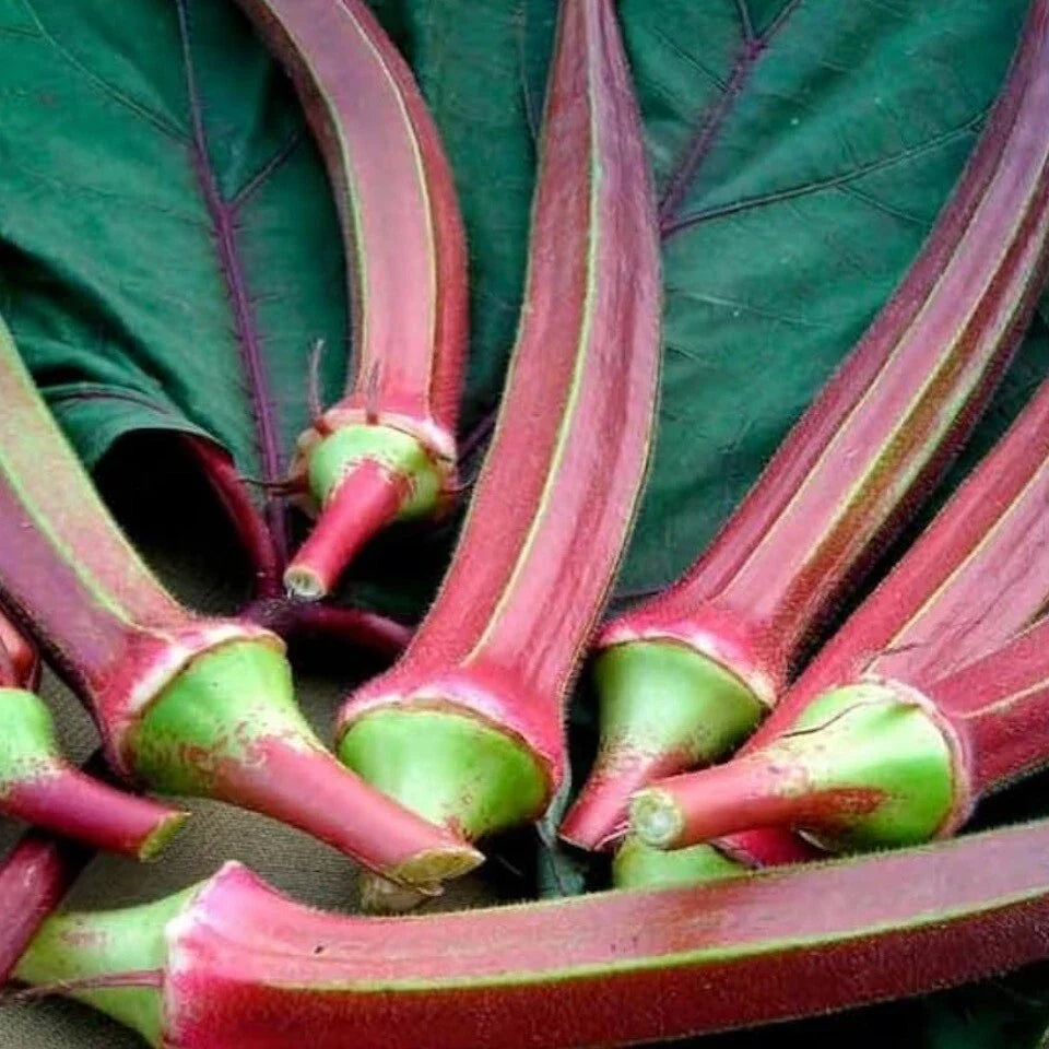 Red Burgundy Okra Seeds - Heirloom Non-GMO Abelmoschus esculentus, 50+ Seeds for Home Garden, Edible Red Pods, Free Shipping