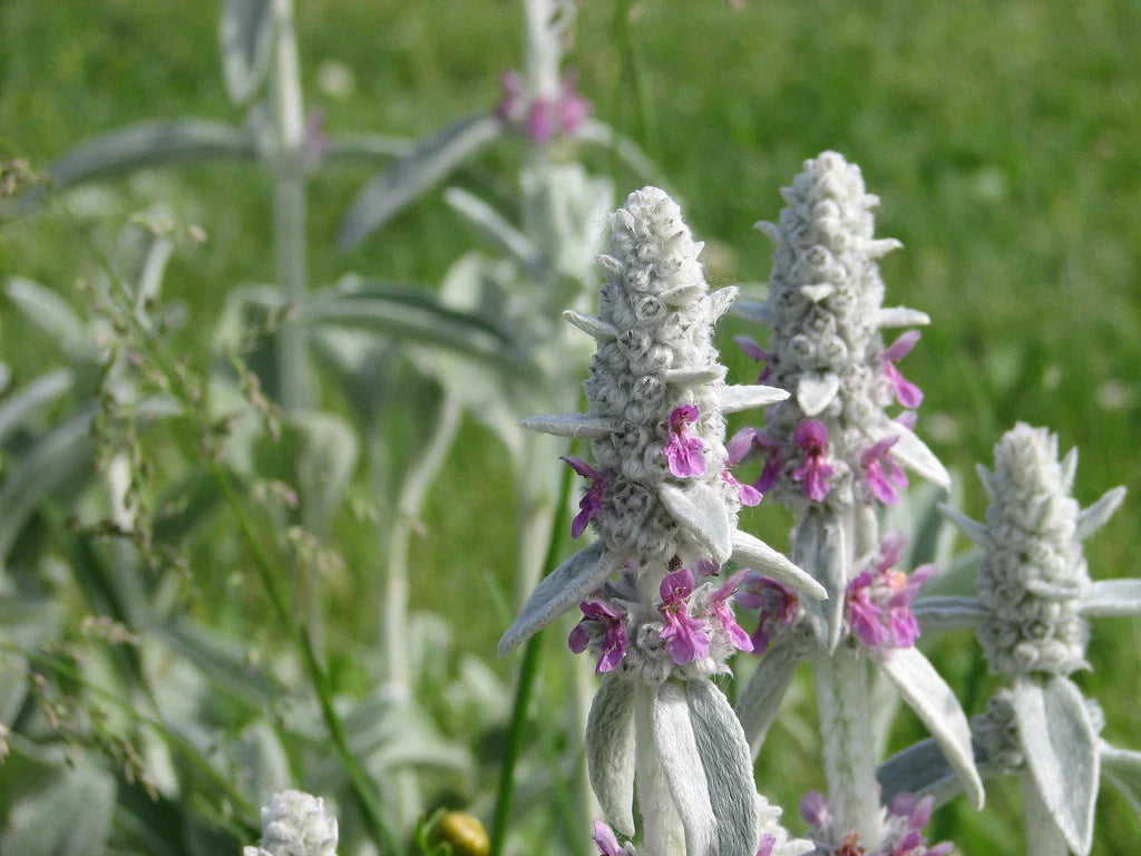 30 Lamb's Ears Seeds - Stachys byzantina Perennial Ground Cover - GroCo USA