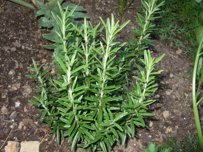 Rosemary Seeds - Fresh Herb Seeds for Planting - Rosmarinus officinalis - Culinary & Aromatic Herb Seed Packet