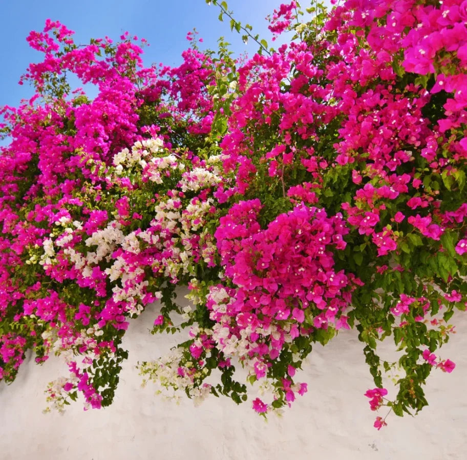 Live Bougainvillea Plants – Soil-Wrapped Roots – Barbara Karst Variety – Vibrant Magenta Flowers – 4–6 Inches Tall