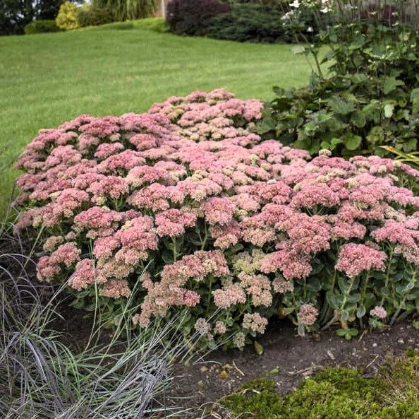 Sedum Autumn Joy Bare Root Live Plants – Low Maintenance Succulent for Rock Gardens and Borders