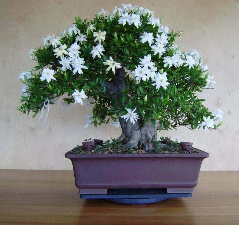 White Jasmine Bonsai Tree Seeds – Fragrant White Flowers – Jasminum polyanthum – Indoor & Outdoor Cultivation