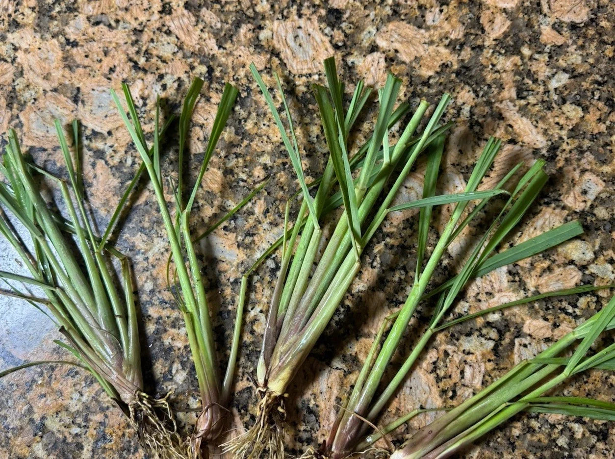Organic Lemongrass Stalks 20 Fully Rooted Cymbopogon citratus for Planting, Culinary & Garden Use