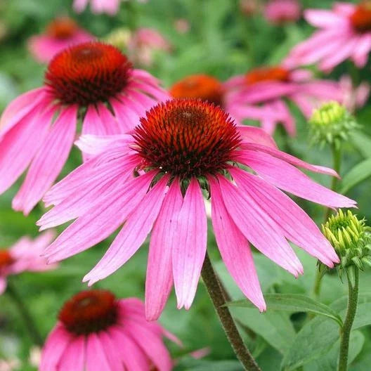 Purple Coneflower Seeds - Echinacea purpurea - Perennial Pollinator Attracting Bees & Butterflies - Non-GMO, 200 Seeds