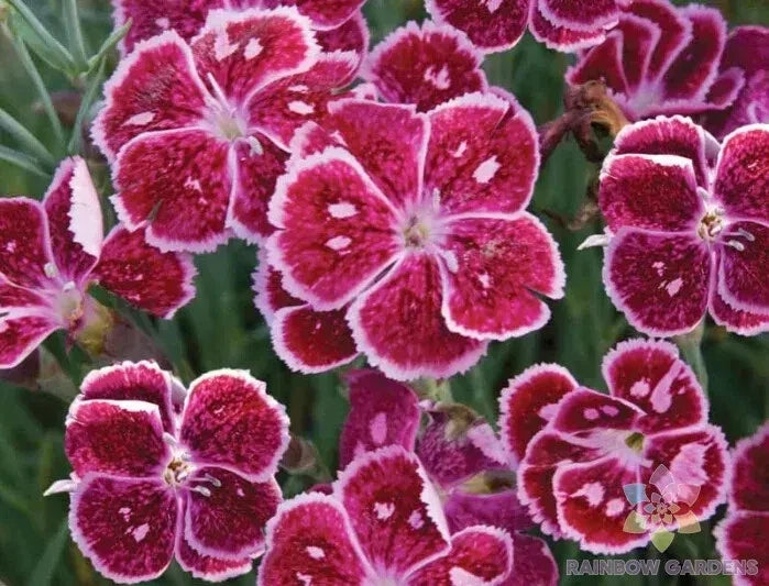 Everlast Lavender Lace Carnation Seeds – 200+ Dianthus caryophyllus for Garden, Borders, Containers, Cut Flowers