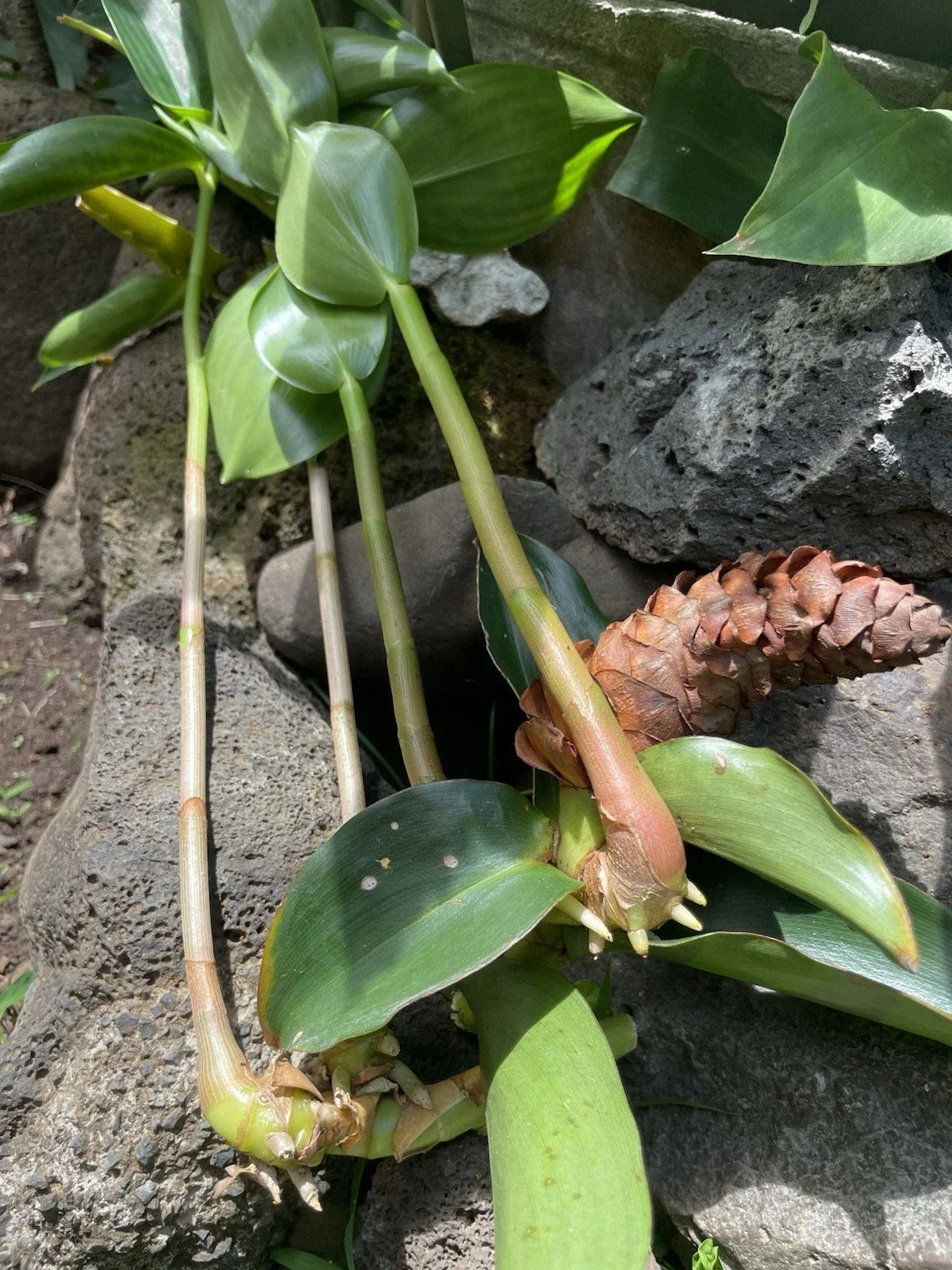 Costus Woodsonii Cuttings - 12 Organic Red Indian Head Ginger - Hawaii Grown - Tropical Plant for Garden & Indoor
