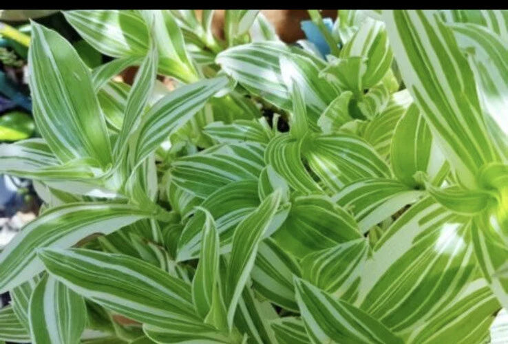 Tradescantia albiflora Cuttings - 5 Pieces Wandering Jew Plant for Propagation & Indoor Gardening
