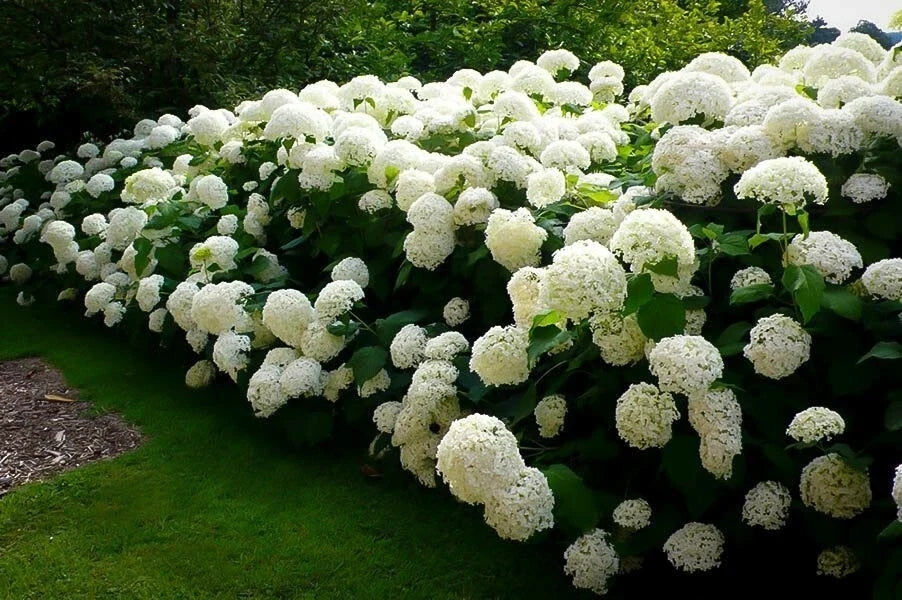 Hydrangea arborescens 'Annabelle' Rooted Cuttings – 4 Plants, Large White Blooms, Deciduous Shrub for Garden Landscaping
