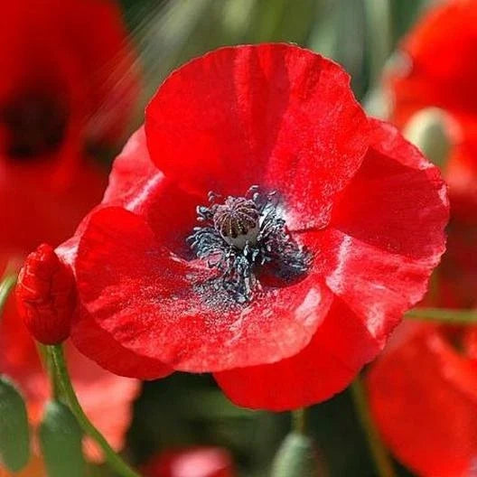 Red Corn Poppy Seeds - Flanders Field Wildflower - Non-GMO Papaver rhoeas - 1500 Seeds for Garden, Wildflower, Pollinator Attraction